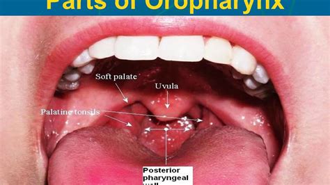 1 Anatomy Of Oral Cavity Pharynx And Esophagus For Mbbs Pg Students