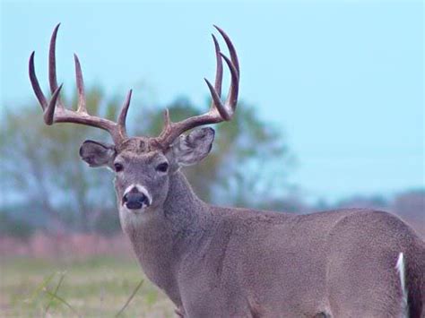 Visit our r/mkebucks' wiki for all of the above information and more! Biggest Whitetail Deer