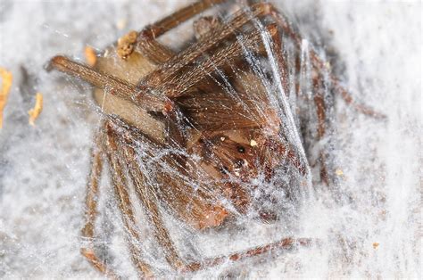 Brown Recluse All Wrapped Up In It S Winter Web A Sleepi Flickr