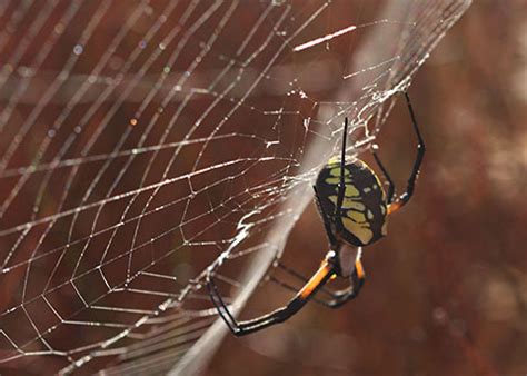 Yellow garden spiders are an attractive yellow and black colored species that spin large webs containing a zigzag patterned portion of the web many people fear yellow garden spiders because they are large and brightly colored. Black and Yellow Garden Spider - DesertUSA
