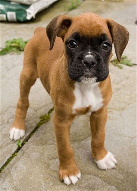 20 Cute American Boxer Dog Pictures You Will Love Fallinpets