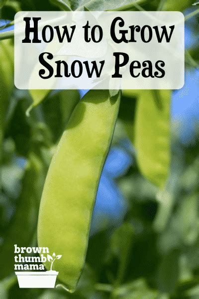 How To Plant And Grow Snow Peas Growing Peas Snow Peas Peas