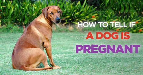 How To Tell If Your Dog Is Pregnant Signs Of A Pregnant Dog