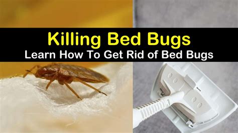 22 Highly Effective Ways To Get Rid Of Bed Bugs