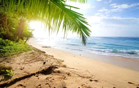 Wallpaper Sand Sea Beach Palm Trees Shore Summer Beach Sea Sand