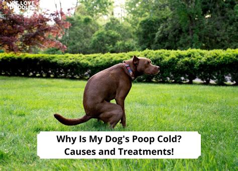 Why Is My Dogs Poop Cold Causes And Treatments 2023 We Love Doodles