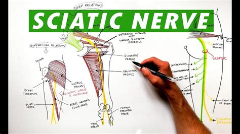 Sciatic Nerve Anatomy Tutorial Youtube
