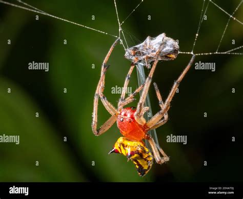 Spider Wrapping Its Prey In Silk To Subdue Its Prey Prior To Feeding