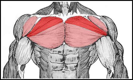 Muscles of the chest and shoulder. Chest muscle group with upper chest highlighted here ...