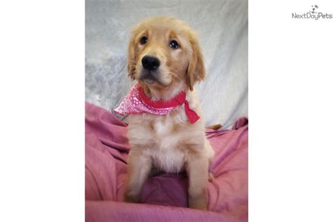 Where are golden retrievers from? Golden Retriever puppy for sale near Tulsa, Oklahoma. | b953cfc9-de81