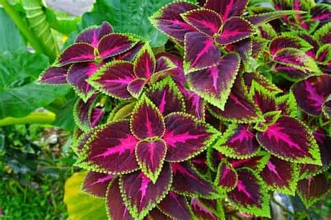 Is Coleus A Sun Or Shade Plant List Of Shade Full Sun Varieties