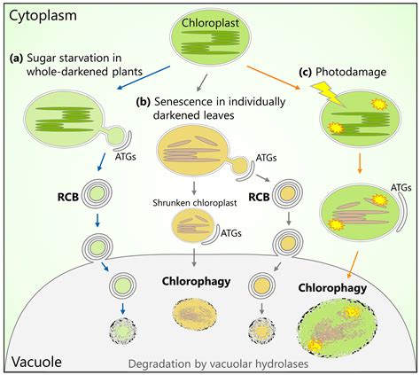 Importance Of Plant Cell Chloroplast Frontiers Effects Of Chilling On The Structure Function