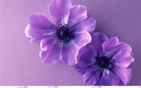 Looking for the best cute flower background? Cute Purple Background ·① WallpaperTag