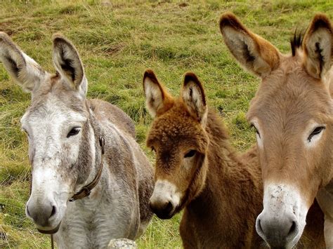 14 Types Of Donkey Breeds Pictures Facts And History Pet Keen