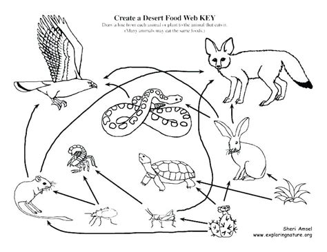 Food Web Coloring Pages At Getcolorings Com Free Printable Colorings