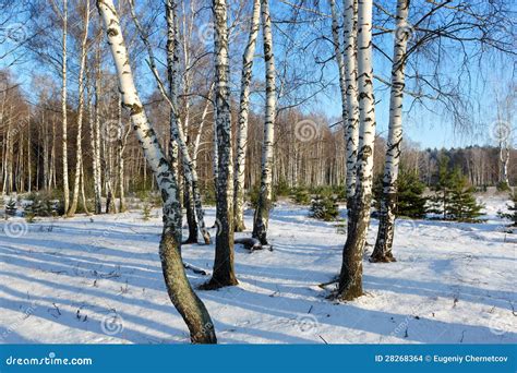 Birch Trees In The Winter Stock Photo Image Of Mood 28268364