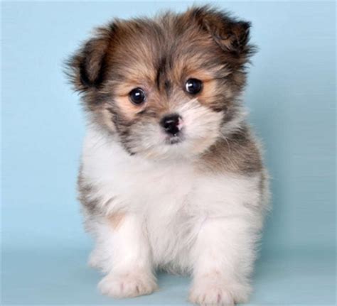 Shitzu puppies puppies and kitties cute puppies cute dogs puppys doggies kittens shih tzu puppy pomeranian puppy. shih tzu pomeranian mix Archives - Soft and Fluffy