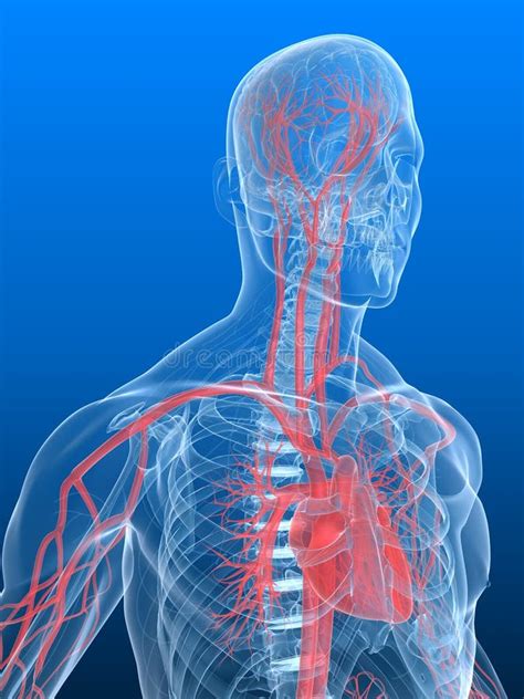 Human Anatomy Vascular System
