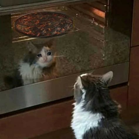 Sad Bread Cat Sadcats