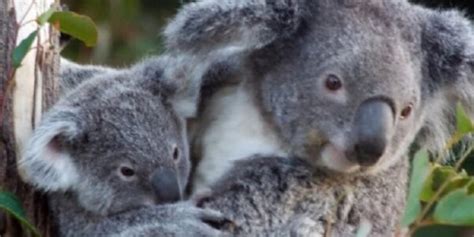 Koala Sanctuary Australia Koala Met Jong 2 Activity International