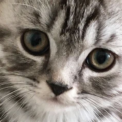The Silver Tabby British Shorthair Cat Bombadillo Kittens