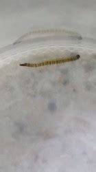It is easier and definitely solves the problem. Worm in Toilet Bowl is Actually Moth Fly Larva - All About ...