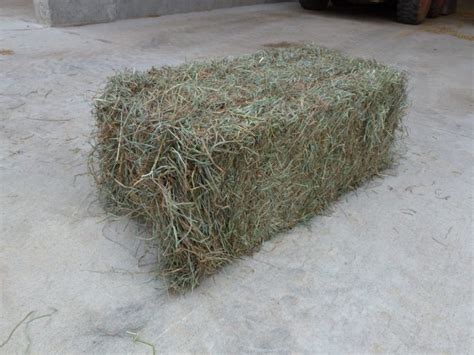 High Quality Horse Hay Including Alfalfa Timothy Coastal And Grass