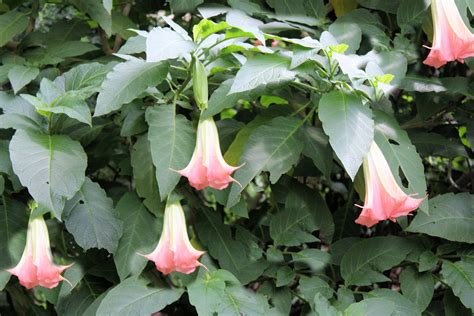 Seed Pack Pink Angels Trumpet 10 Seeds Tropical Flowers For