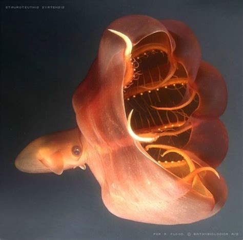 Vampire Squid Vampyroteuthis Infernalis ~ A Small Deep Sea