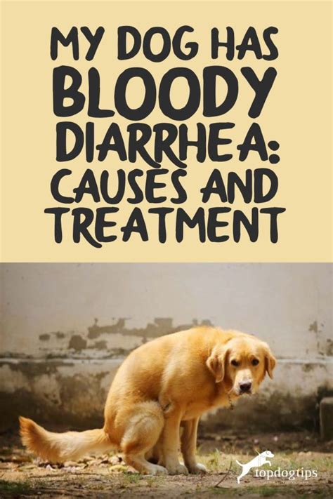 My Dog Has Bloody Diarrhea Causes And Treatment Top Dog Tips