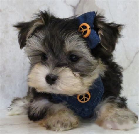 These affectionate and loyal maltipoo puppies are a cross between a maltese and a miniature poodle. Morkie Puppy For Sale In Michigan - PetsWall