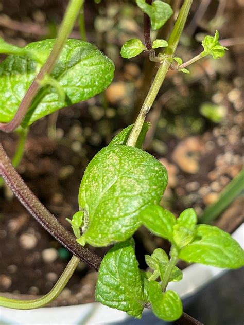Plant Health Mint Leaves Turning Brown Gardening And Landscaping