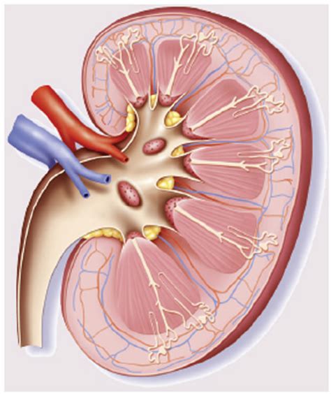 Labelled Diagram Of Kidney
