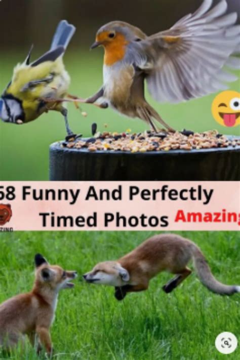 68 Hilarious And Perfectly Timed Photos Perfectly Timed Photos Cute