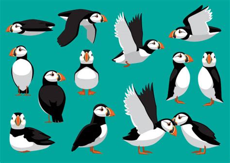 730 Puffins Illustrations Royalty Free Vector Graphics And Clip Art