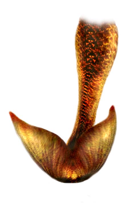 Mermaid Tail Png Hd Png All