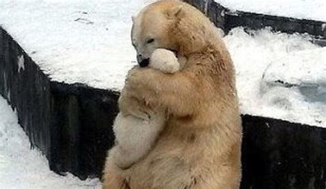 Why Photo Of A Mother Polar Bear Hugging Her Baby In Zoo