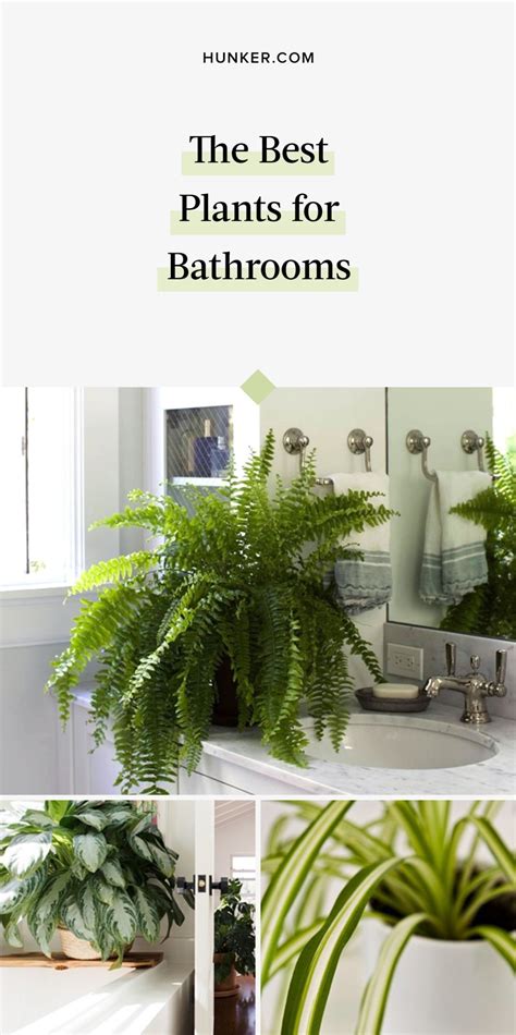 These 6 Plants Are Best For Bathrooms Hunker Plants Indoor Plants