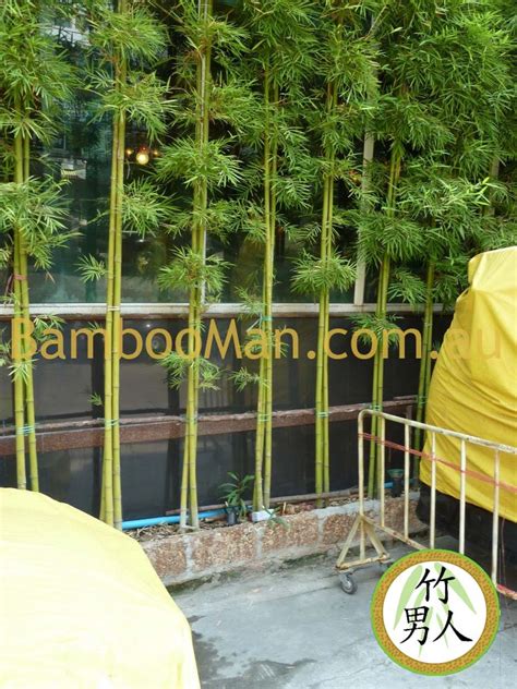 Smart Bamboo Plants Bamboo Whitsunday