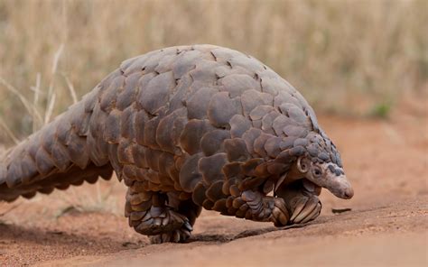 The African Pangolin Visit Africa