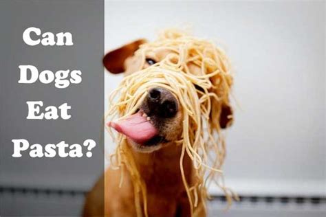 This isn't just true for spaghetti squash, though. Can Dogs Eat Pasta? Spaghetti, Noodles? Is it good or bad ...