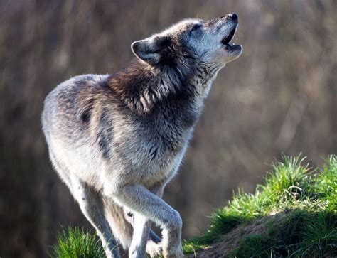 Native American Indian Wolf Legends Meaning And Symbolism From The