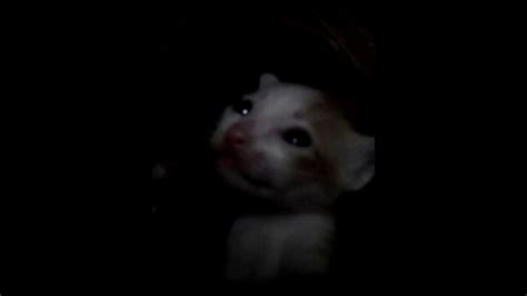 Suara Anak Kucing Menangis Part 1 Youtube
