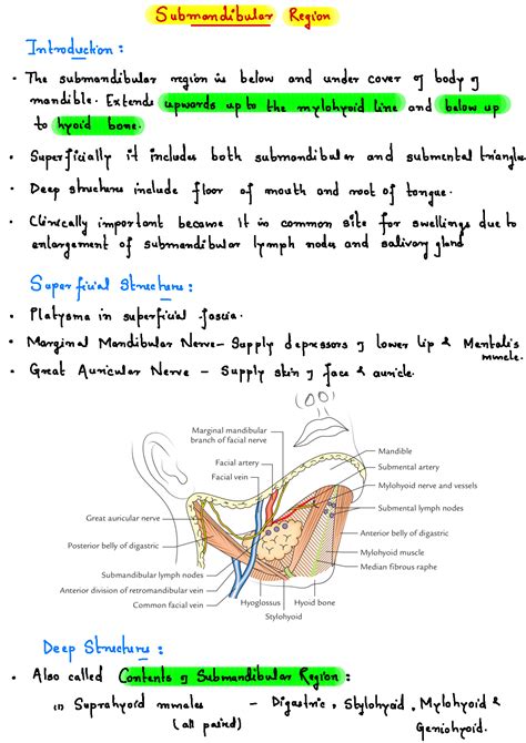 Solution Submandibular Region Introduction Muscles Anatomy Studypool