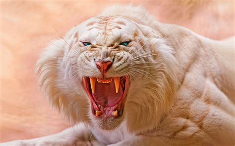 Wallpaper Animals Blue Eyes Nature Open Mouth Tiger Lion
