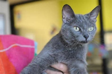 Russian Blue Sabrina Medium Adult Female Cat For Sale In