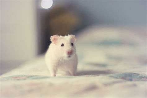 We did not find results for: Cute Hamster Wallpaper ·① WallpaperTag