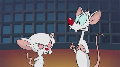 (elmyra was a character from the cartoon series `tiny toon adventures.') Pinky And The Brain Have Finally Reached Their Breaking Point