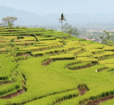 Terasering Pengertian Fungsi Dan Jenisnya Sosial79