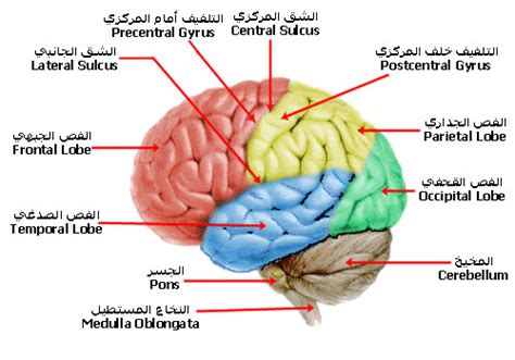 ما هي فصوص المخ الأربعة المرسال